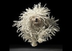 Flying Mop